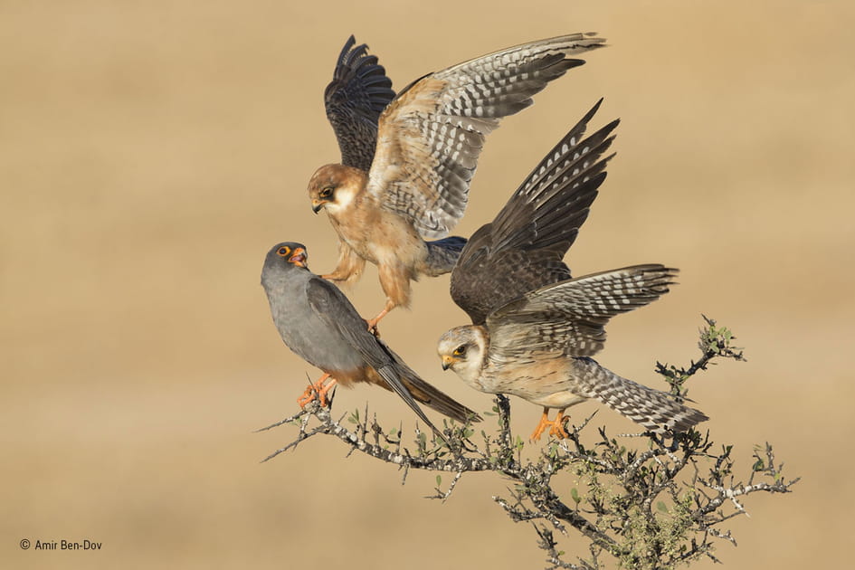 La compagnie des trois faucons