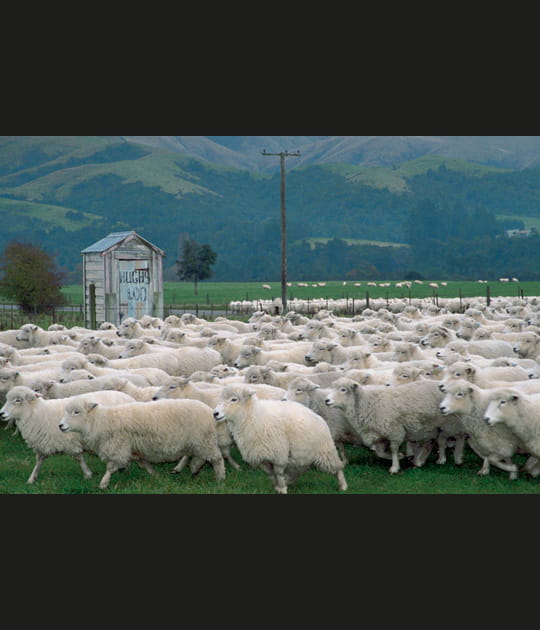Les moutons montent la garde