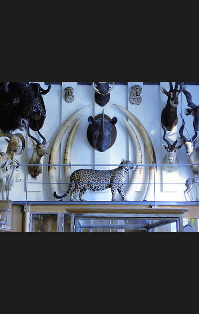 Le mus&eacute;e de la Chasse et de la Nature