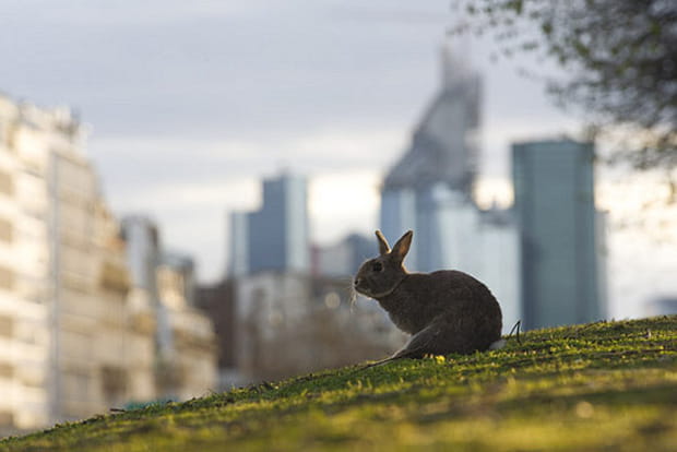 Les lapins colonisent les espaces verts