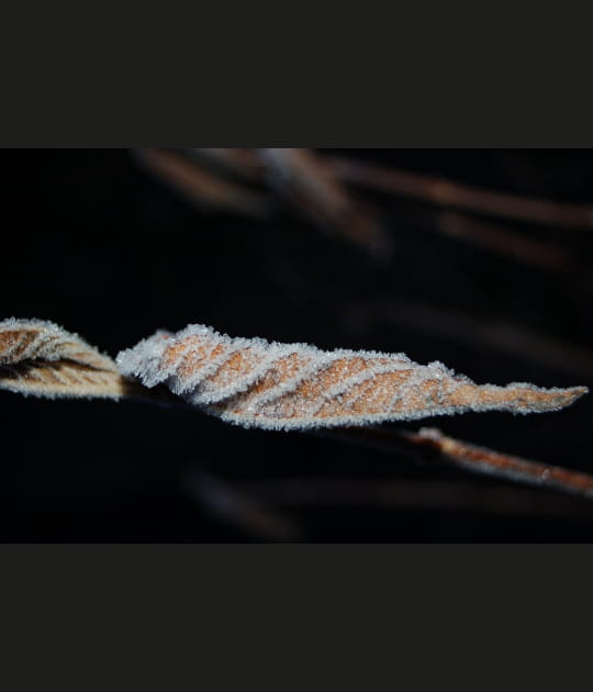Feuille glac&eacute;e