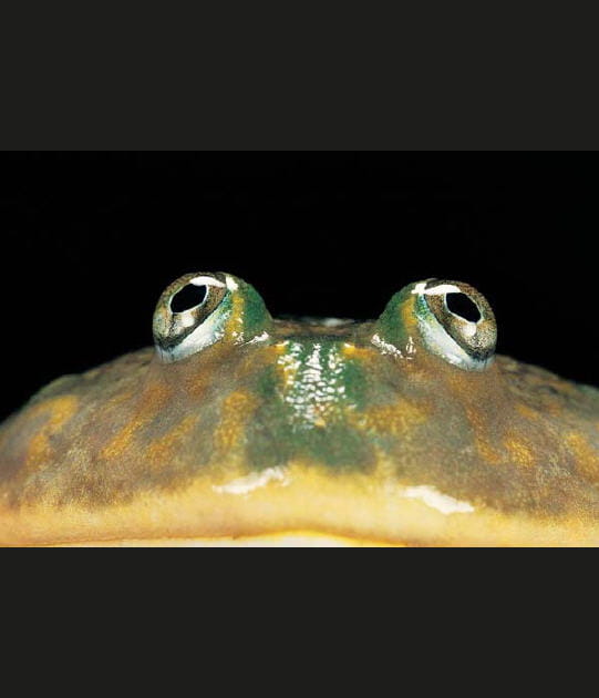 Grenouille de Bugdett