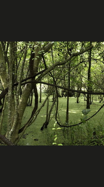 Le blues n&eacute; des m&eacute;andres du Mississippi