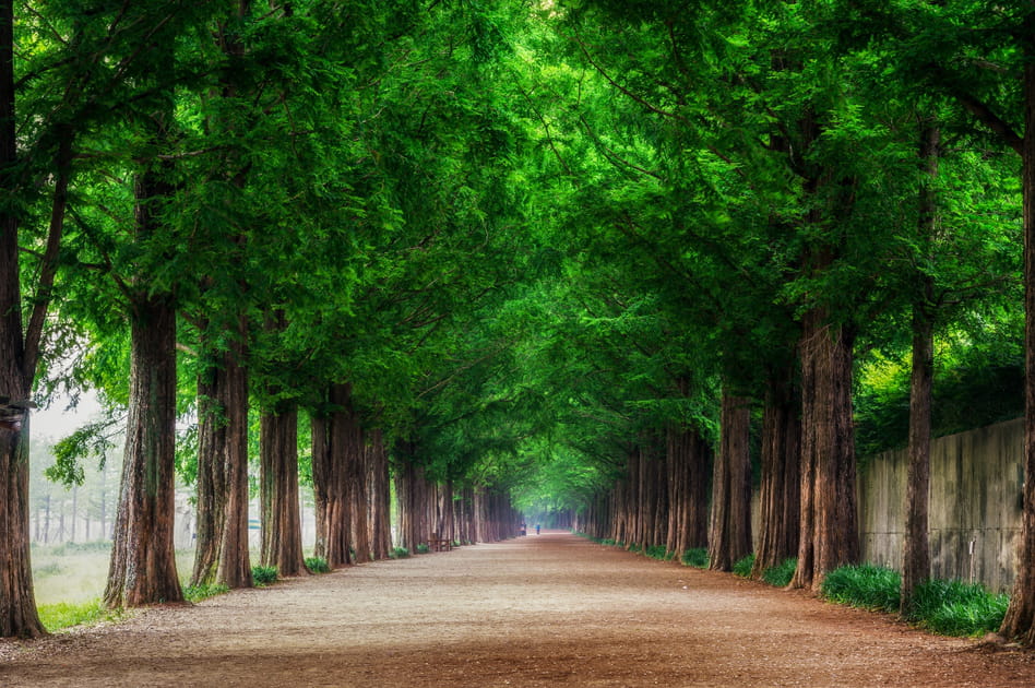 La route des metasequoias en Cor&eacute;e du Sud