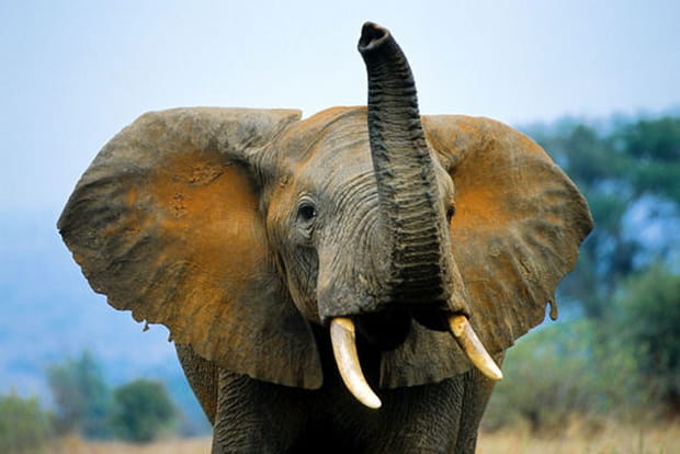 Les éléphants menacés