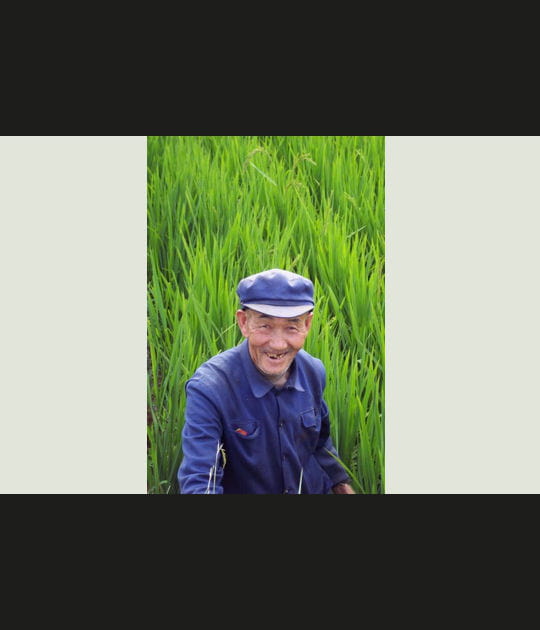 Dans les rizi&egrave;res