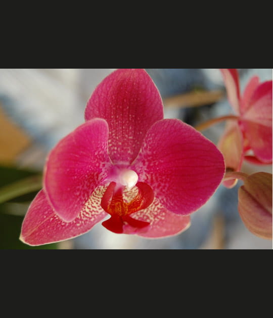 Orchid&eacute;e
