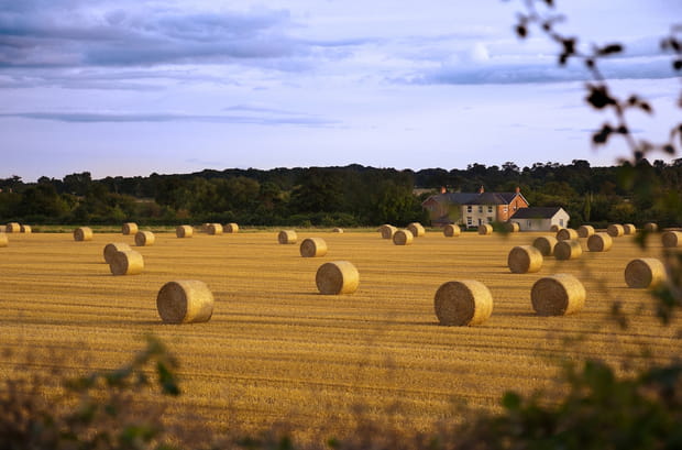 Les moissons du Yorkshire