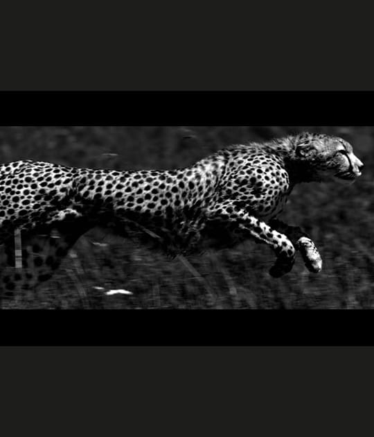 La course du gu&eacute;pard