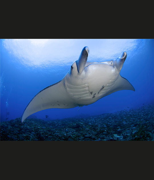 Survol de raie manta
