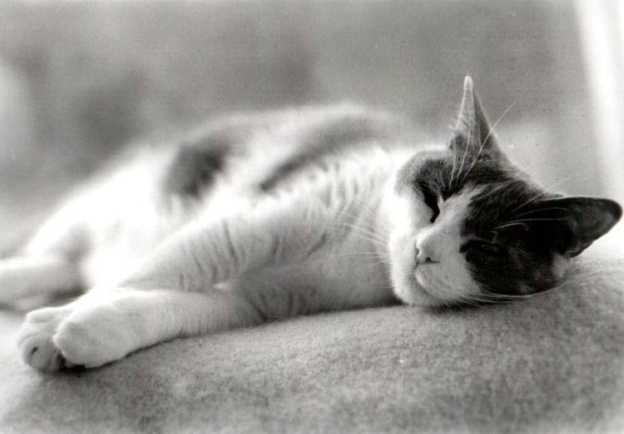 Chat zen
