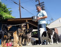 César, l'homme qui parlait aux chiens : Luna la peureuse et les chiens renifleurs