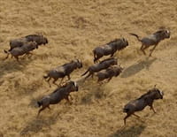 Afrique : à la vie, à la mort : Faute de comportement