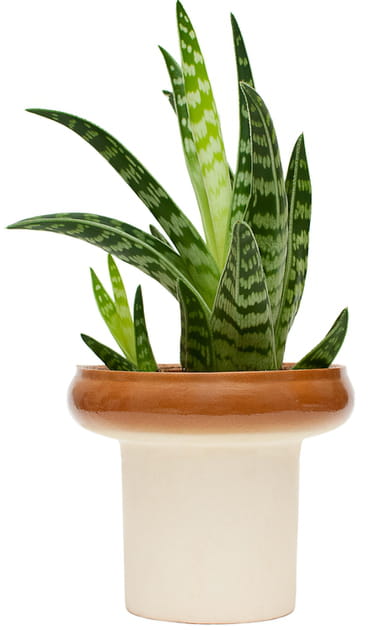 L'agave, une plante douce et apaisante