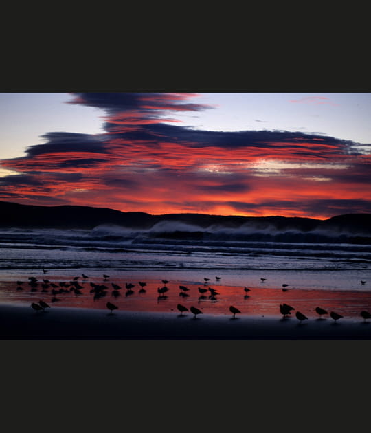 Oiseaux du soir