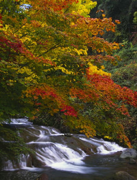 Gorges féeriques de Nagano