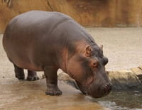 Ma vie est un zoo ! : L'hippo est arrivé !