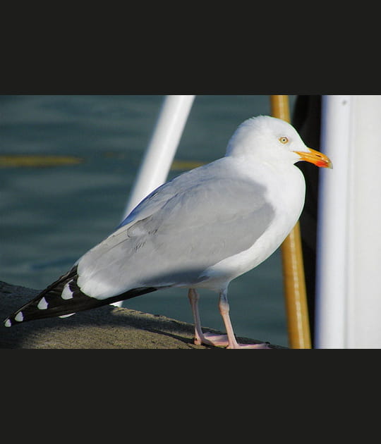 Goeland