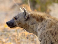 Prédateurs d'Afrique : L'héritière du clan Chimbwe
