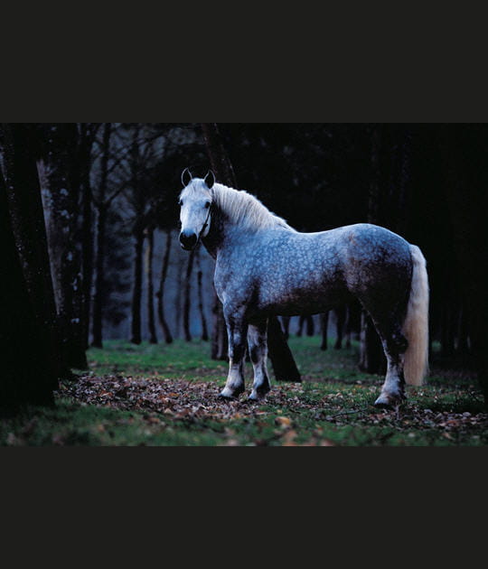 Le cheval percheron