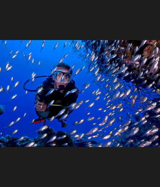 Plongeur noy&eacute; dans une mer de poissons