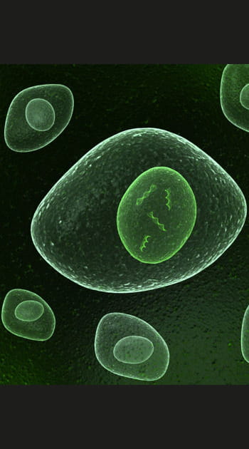 Des cellules artificielles pour remplacer celles qui vieillissent