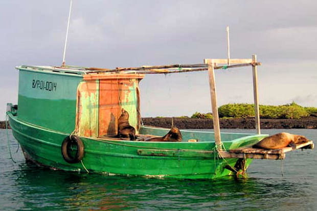 Solarium pour lions de mer
