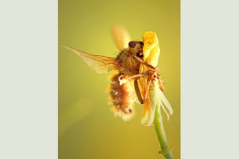 La macrophotographie par les lecteurs