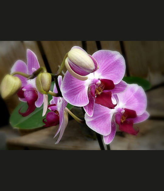 Somptueuse orchid&eacute;e