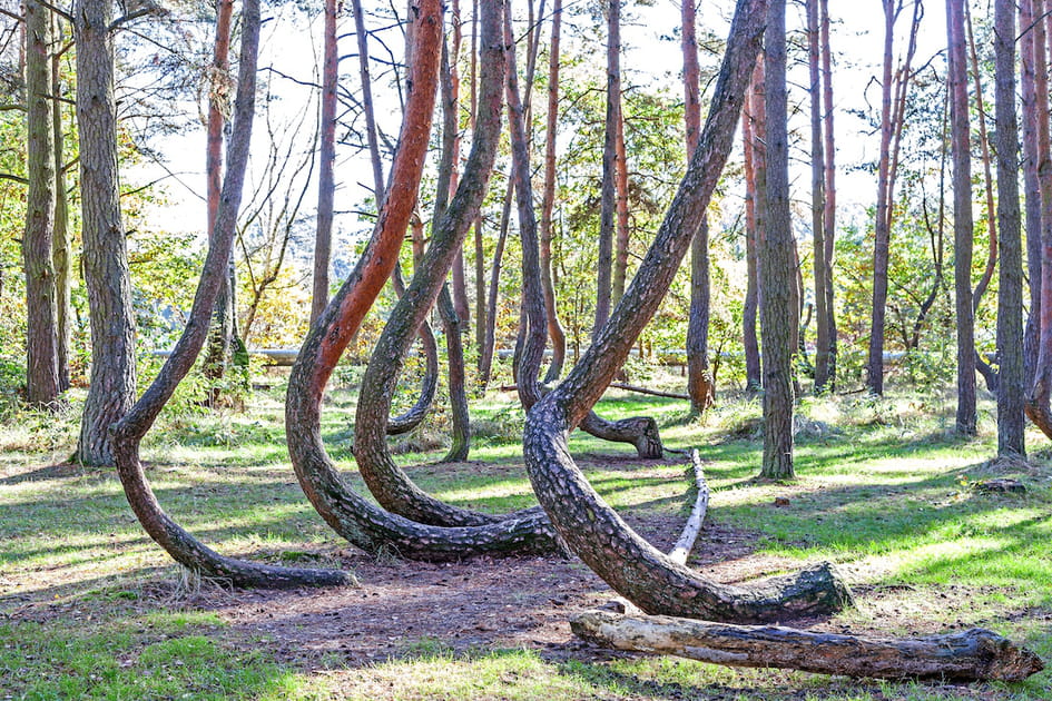 La for&ecirc;t tordue de Pologne