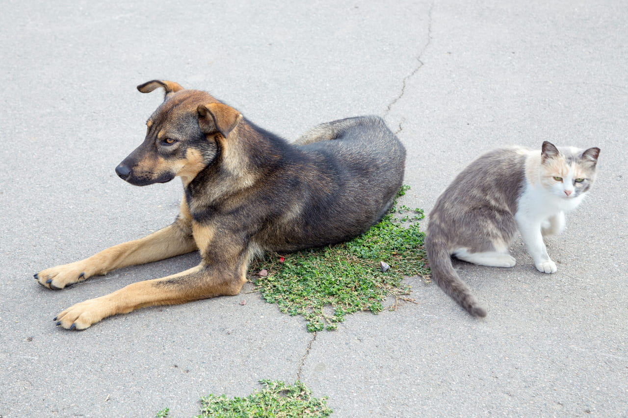Bretagne. Dans cette commune, il faut garder ses animaux chez soi plusieurs jours, ils risquent de...