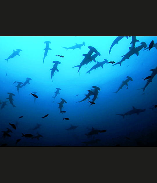 Sharkwater, un documentaire exceptionnel