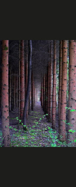 Alignement dans les Vosges