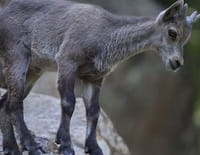 Zoo Nursery France : Jeux d'eau au Parc d'Auvergne