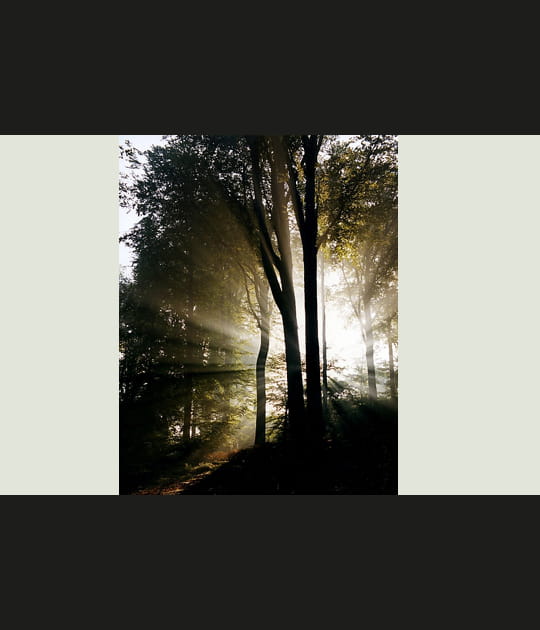 Arbre c&eacute;leste