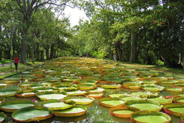 Sur l'île Maurice