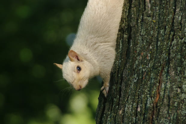 Un écureuil