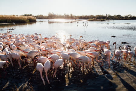 Flamants roses - Camargue