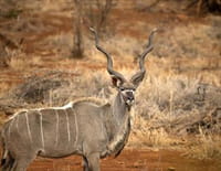 Namibie sauvage : Un trésor naturel