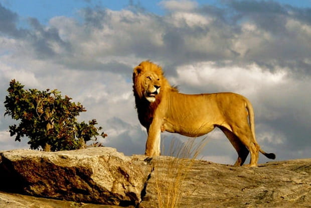 Le lion, roi de la savane