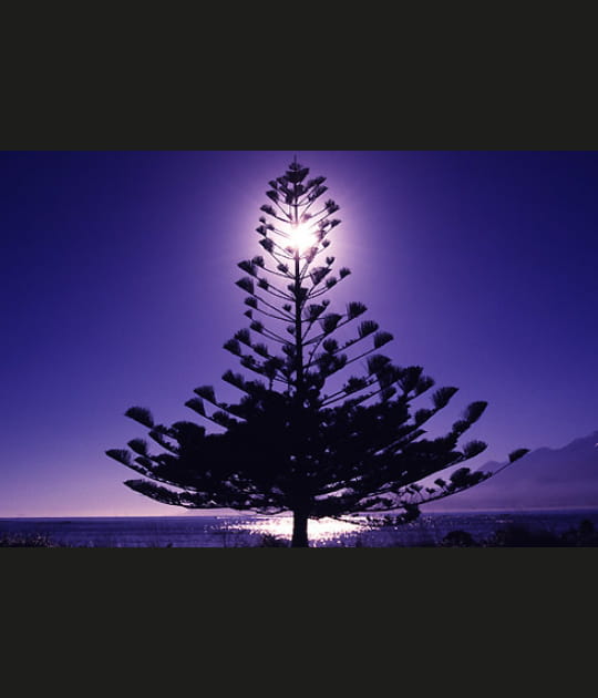 Araucaria tronant sur la baie