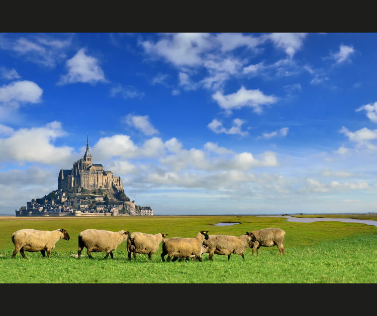 Les marais sal&eacute;s de la Baie du Mont-Saint-Michel