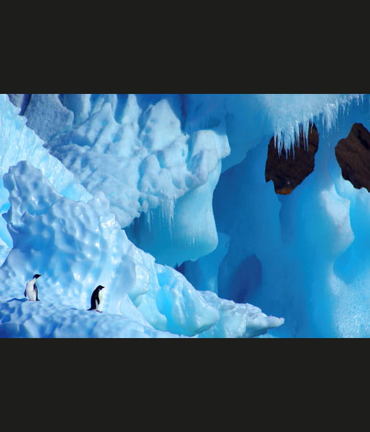 Manchots Ad&eacute;lie, Antarctique