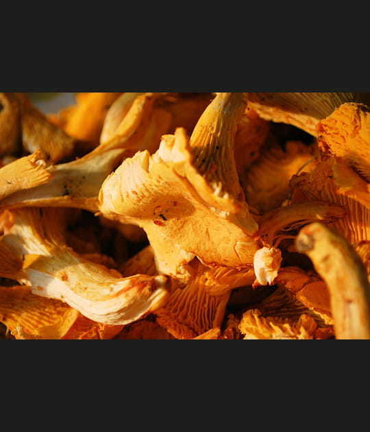 Pleurotes