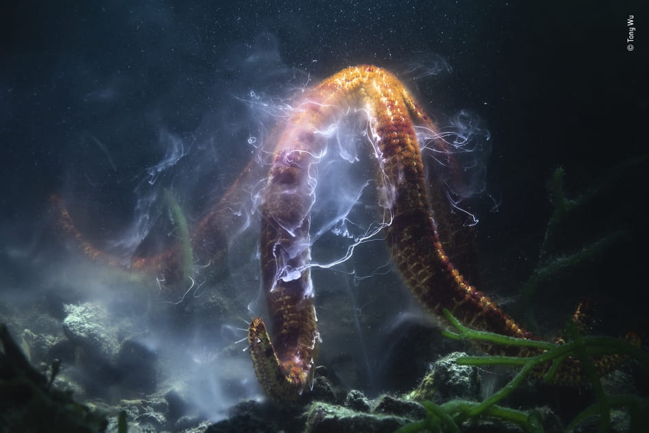 &quot;&Eacute;toile filante&quot; par Tony Wu, Wildlife Photographer of the Year 2022