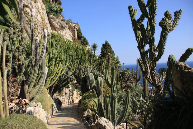 Le jardin exotique de Monaco, digne des déserts du Mexique