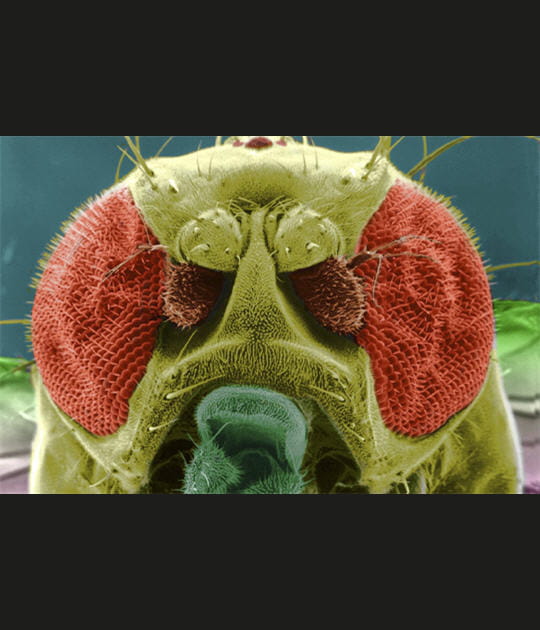 T&ecirc;te &agrave; faire peur