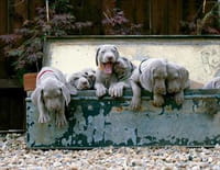 Une vie de chiot : Premiers pas