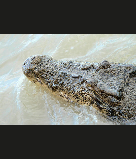Le crocodile en t&ecirc;te &agrave; t&ecirc;te