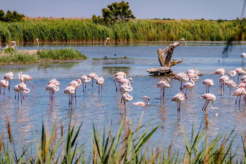 La Camargue